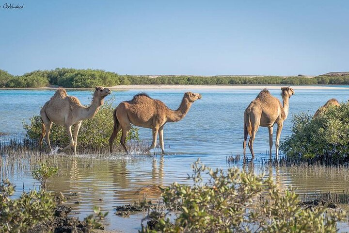 Private Day Tour to Wadi El Gamal National Park From Marsa Alam - Photo 1 of 6