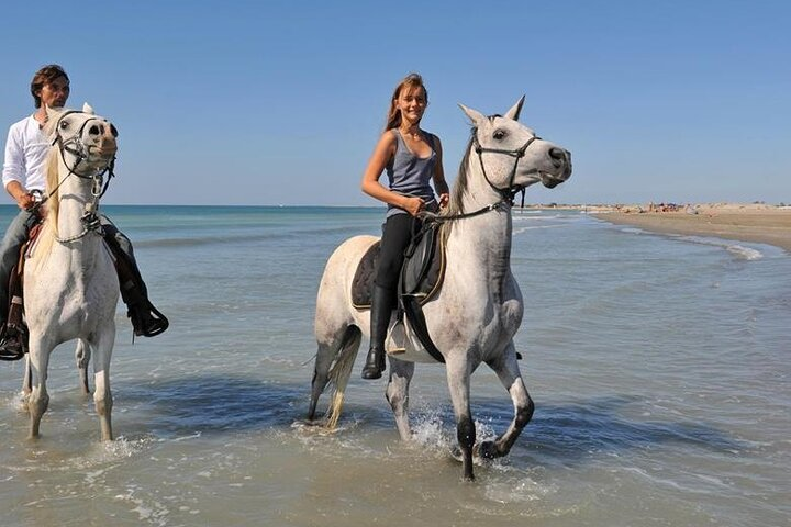 Private Transportation To Adventure Safari By Horse In Sharm El Sheikh  - Photo 1 of 8