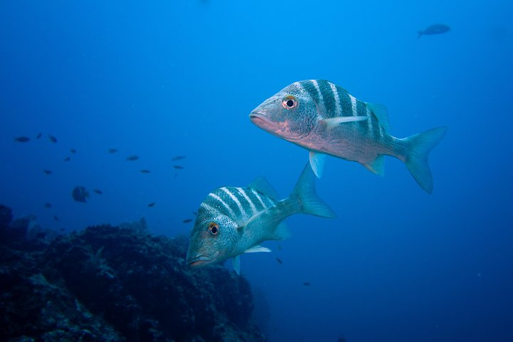 Snorkeling At Ras Mohamed