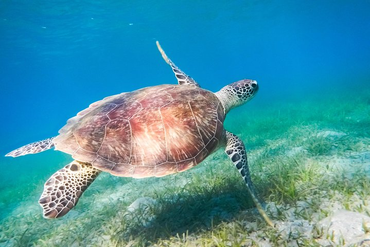 Red Sea Snorkeling