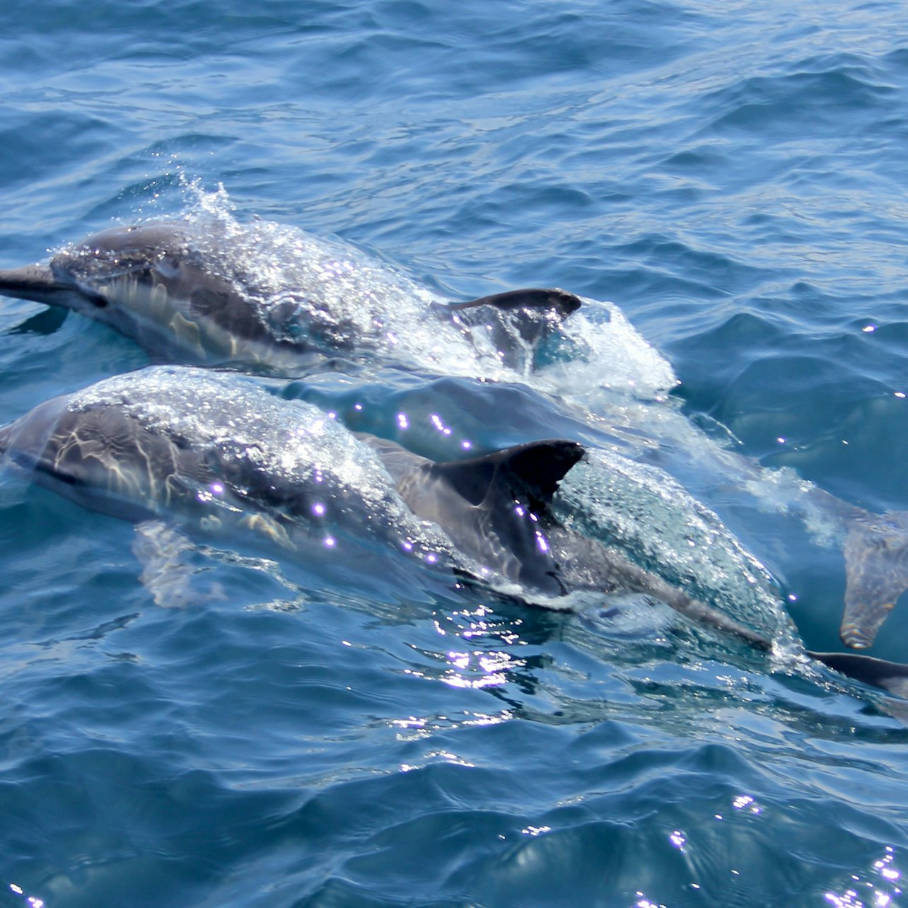 Sataya Dolphin House Snorkel Trip - Marsa Alam - Photo 1 of 17