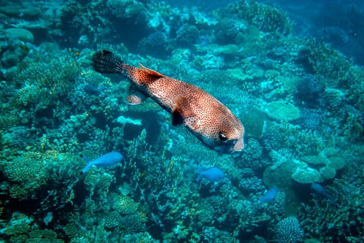 Sea Scope Semi Submarine - Marsa Alam - Photo 1 of 4