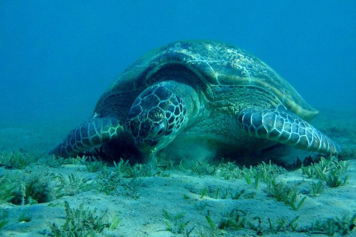 Swim with the Turtles 