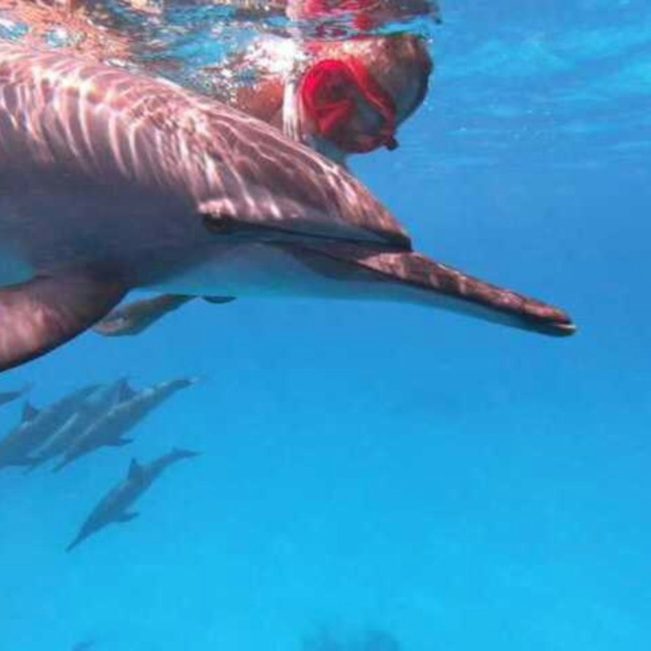 Sha'ab Samadi Dolphin House Snorkeling with Lunch - Photo 1 of 16