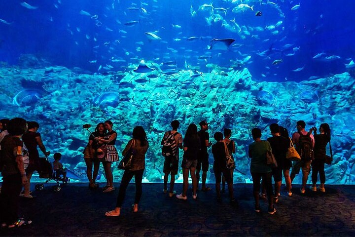 Skip the Line Hurghada Grand Aquarium transfer & entrance  - Photo 1 of 6