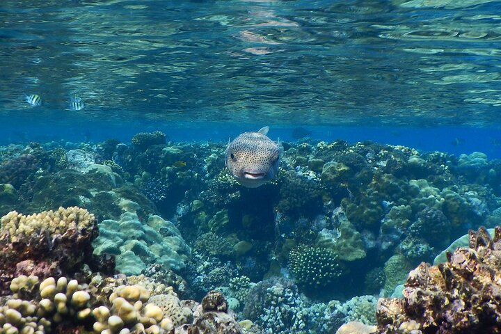 Snorkeling Sea Trip Hamata & Qulaan Islands & Lunch- El Quseir - Photo 1 of 9