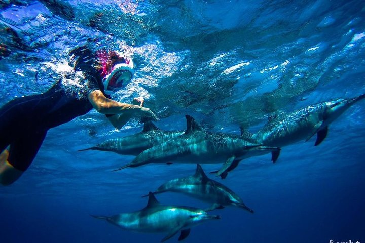 Snorkeling Trip At Satayh Dolphin Reef  - Photo 1 of 17