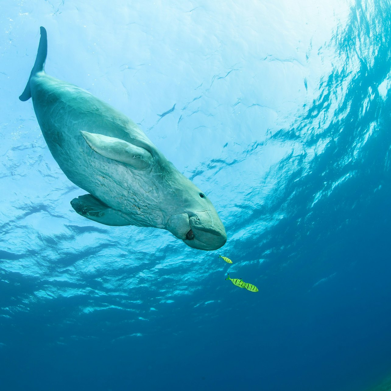 Snorkeling with Dugong and Sea Turtles at Marsa Mubarak - Photo 1 of 23