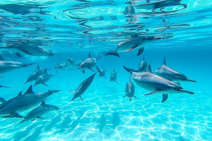 Swim With Dolphin in Dolphin House Satayeh Reef Snorkeling Sea Trip  - Photo 1 of 5