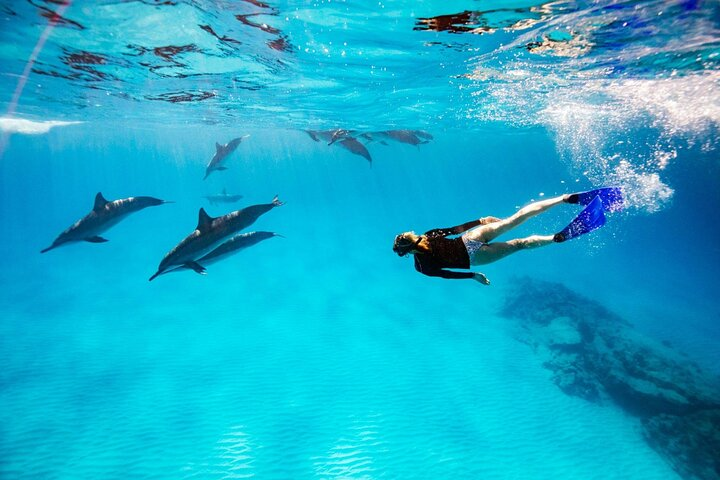 Swimming With Dolphin - Hurghada