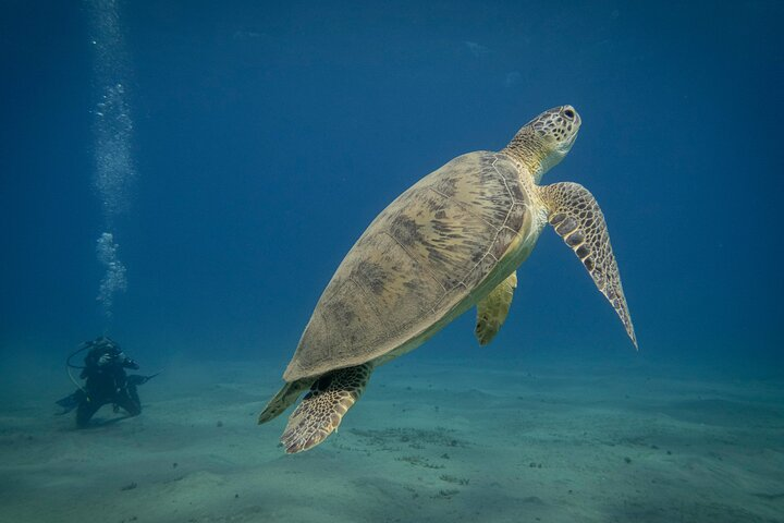 Swimming With Turtles at Marsa Mubarak from Port Ghalib - Photo 1 of 8