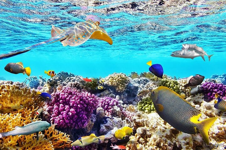 Coral Reef in Sharm el Sheikh