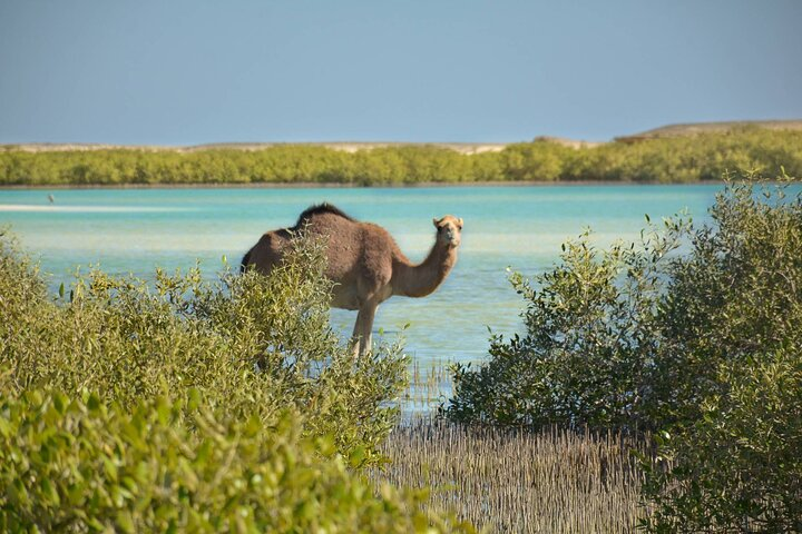 Wadi El Gemal desert day tour from Marsa Alam - Photo 1 of 6