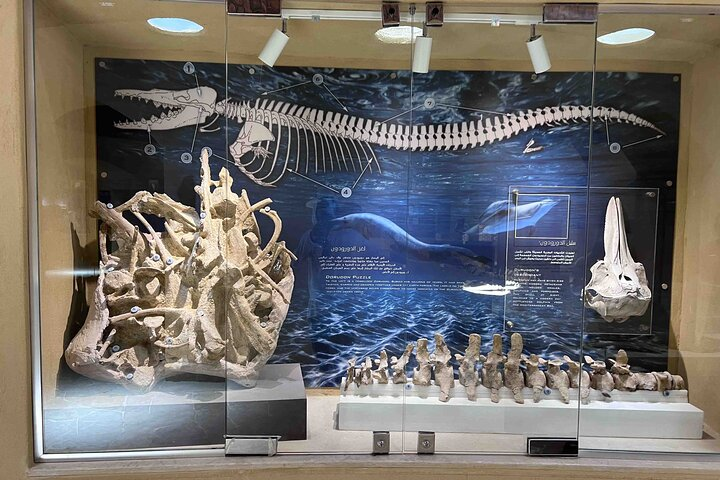 whales fossils