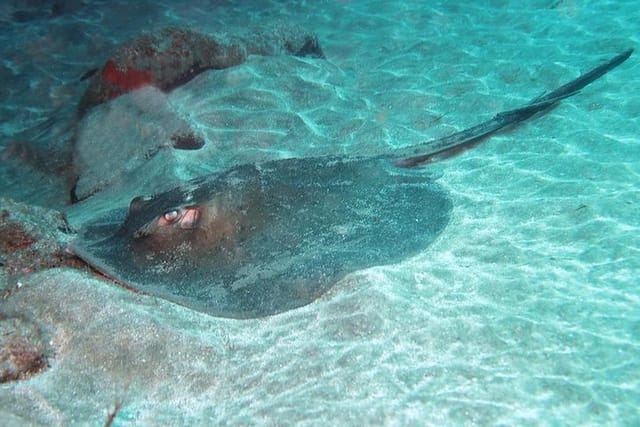 A Sting Ray spotted in El Cabron, one of the only three Marine Reserves in the Canary Islands!