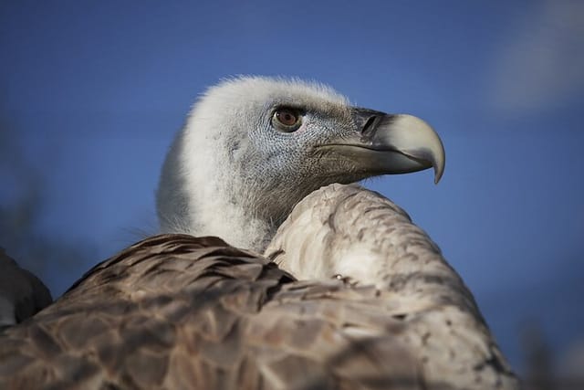 5-Days Discovering Birds of Portugal and Spain with Guide - Photo 1 of 8