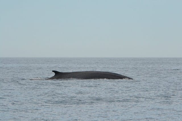 8-Hour Whale Watching in Barcelona - Photo 1 of 9