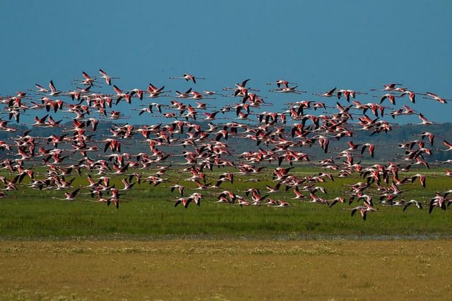 FLAMINGOS