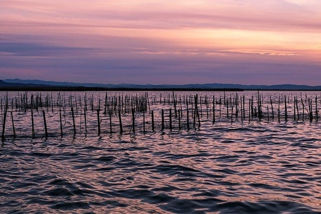 Albufera: Lake, Paella and Birdwatching - Photo 1 of 7