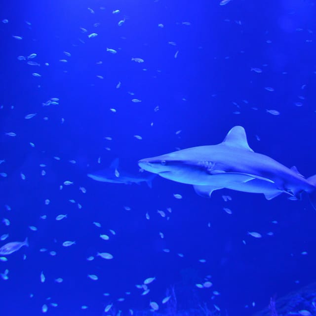 Atlantis Aquarium: Skip The Line - Photo 1 of 5