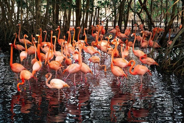 Aviario Nacional Including Playa Blanca Shared Tour - Photo 1 of 16