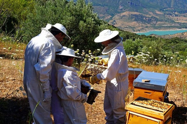 Visiting a beehive in El Gastor