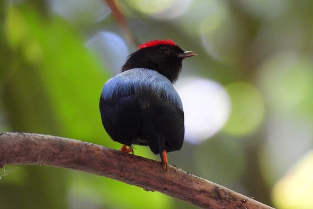 Lance tailed manakin