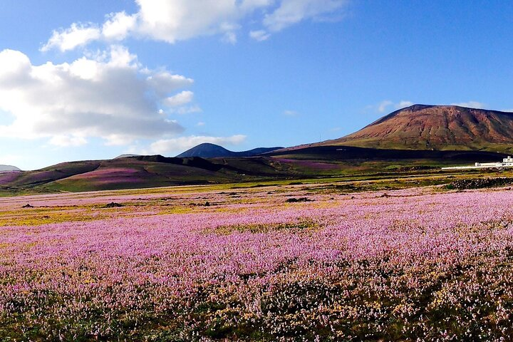 Customized Private Tours of Lanzarote island  - Photo 1 of 8