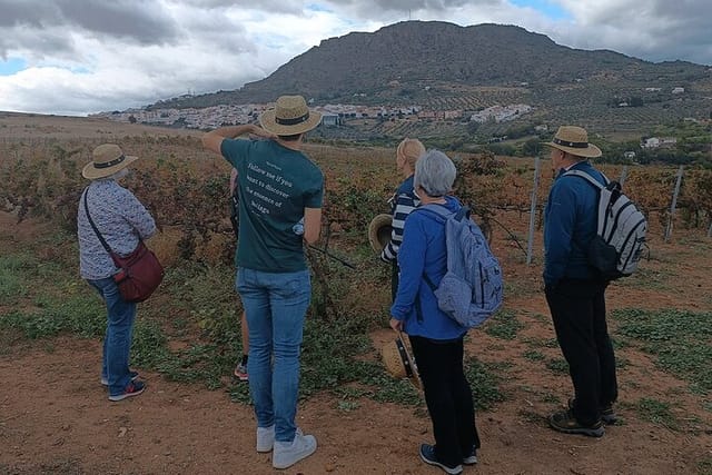 Day trip from Malaga: White Washed Town, Vineyard & Wine Tasting - Photo 1 of 16