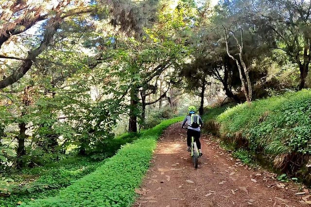 Descend in Mountain Bike in Northern Forests of Gran Canaria - Photo 1 of 12