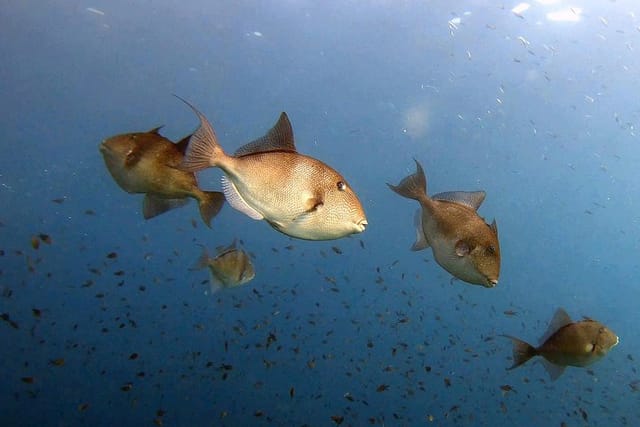 Diving baptism in the Marine Reserve of Cabo Tiñoso - Photo 1 of 7