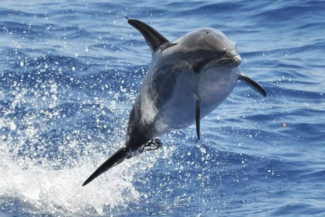 dolphin-and-whale-safari-in-gran-canaria_1