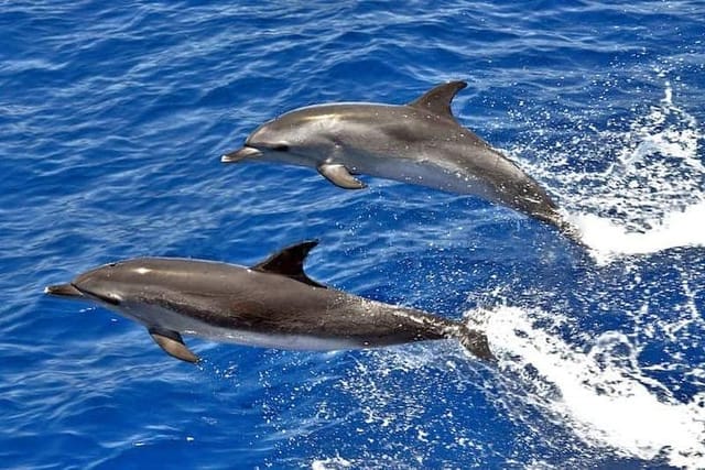 dolphin-searching-tour-in-puerto-de-mogan-keeper-uno-boat_1