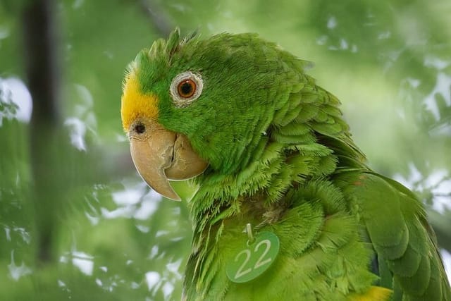 Eco Adventure and Volunteering at the Parrot Sanctuary in Bolivar - Photo 1 of 25