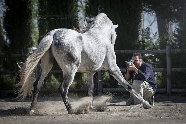 Equestrian Photography Class - Photo 1 of 7