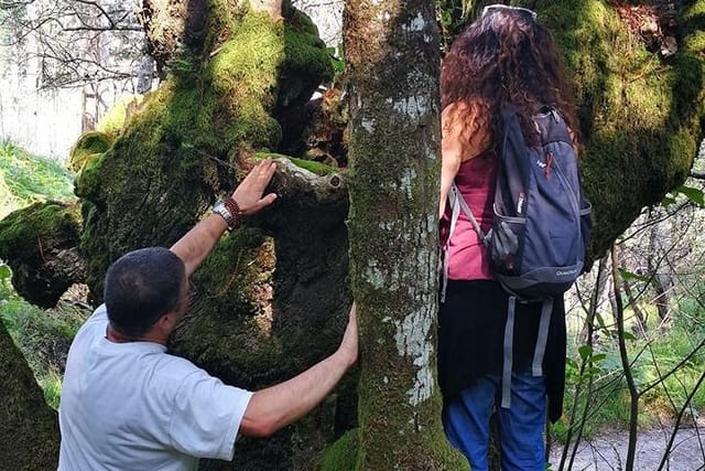 The forest baths achieve what relaxing massages, mindfulness sessions, anxiolytics do not get ... it is the enchantment of the Galician green forests of Ourense.