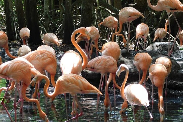 Full Day for Bird Watching with Visit to Isla Baru - Photo 1 of 25