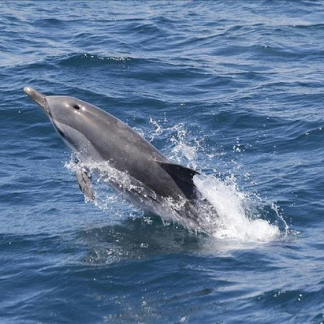 Gibraltar Whale and Dolphin Watching from Seville - Photo 1 of 6