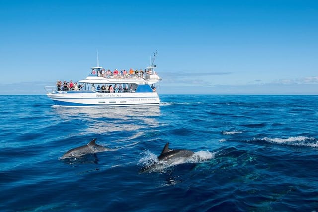 Gran Canaria Dolphin Watching Cruise - Photo 1 of 6