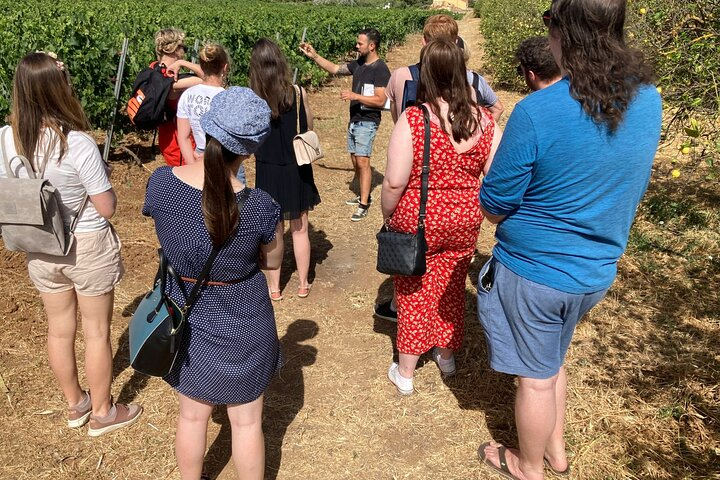 Guided Visit to a pretty Vineyard&Cellar 5 wines tasting & tapas - Photo 1 of 25