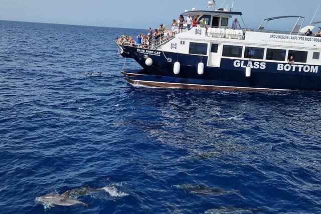 Half-Day Cruise Tour-Dolphin and Whale Watching - Photo 1 of 9