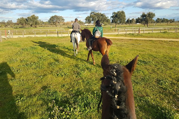 Horseback Riding Experience in Aljarafe, Doñana park from Seville - Photo 1 of 7