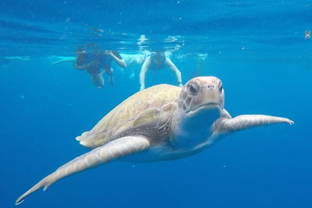 Kayak Route along the Volcanic Coast in Tenerife South with Snorkeling - Photo 1 of 24