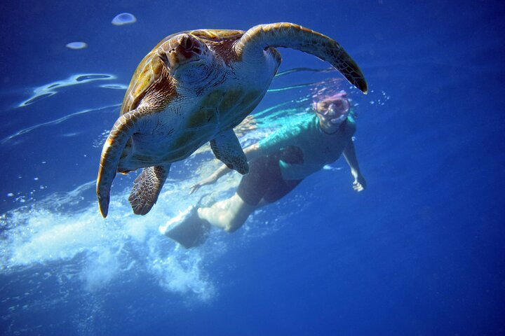 Kayaking with Dolphins and Turtles and Snorkelling in Tenerife - Photo 1 of 14