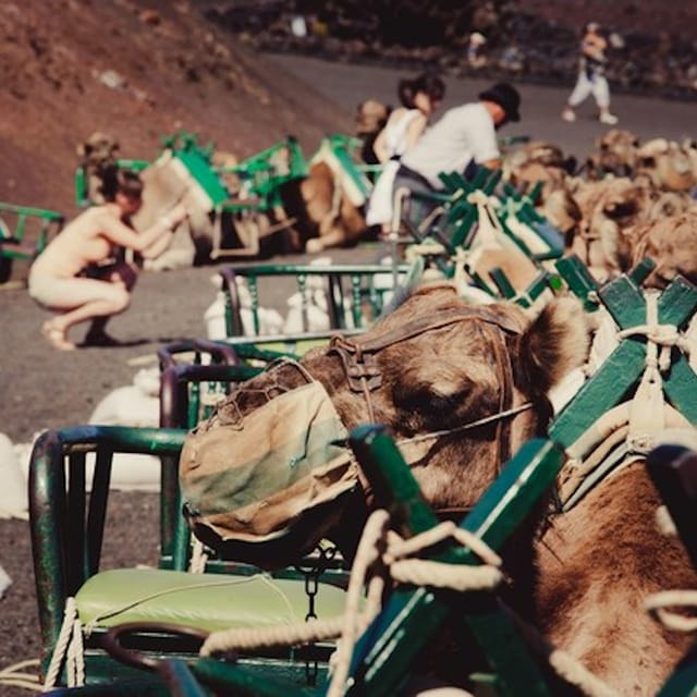 Maspalomas Dunes Camel Ride - Photo 1 of 6