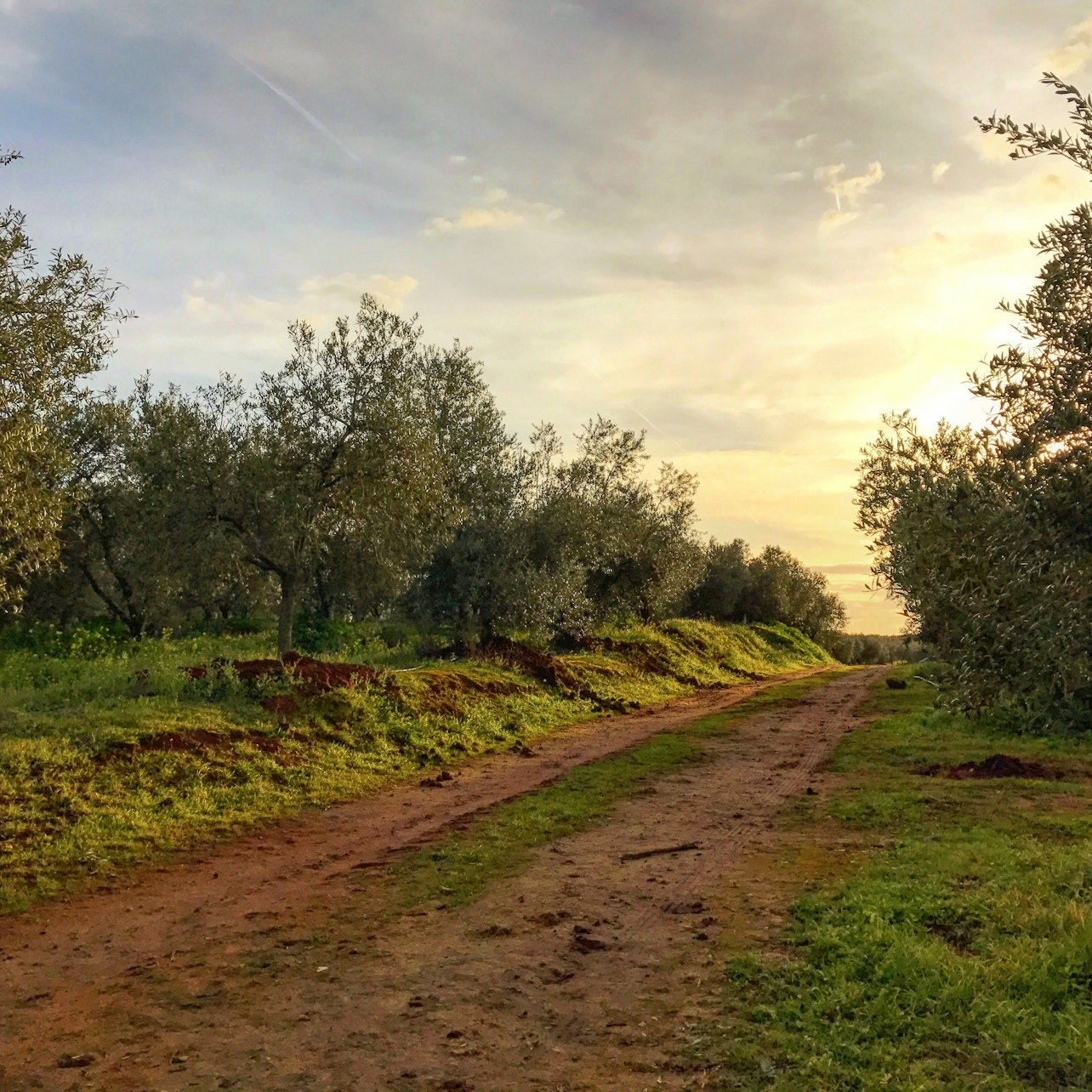 Olive Oil Farm from Seville: Guided Tour - Photo 1 of 7