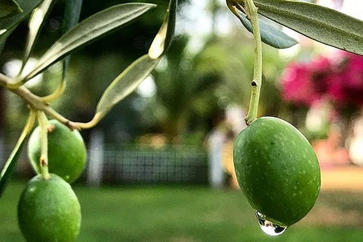 Olive oil tasting