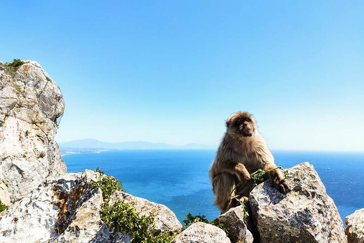 The famous monkeys of Gibraltar