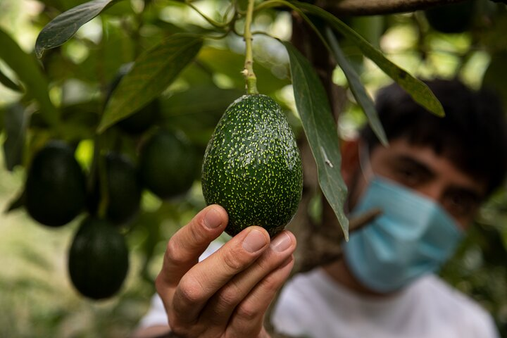 avocado plantation