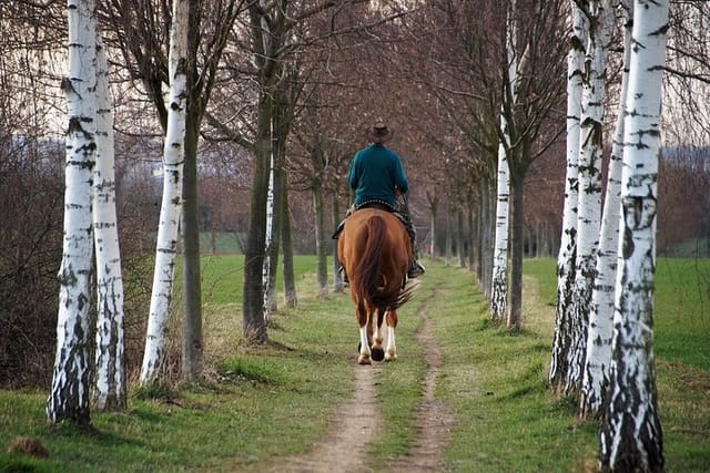 Private horse riding route in Doñana Natural Park - Photo 1 of 7